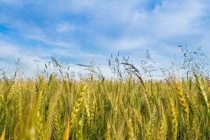 پیش‌بینی تولید ۱۲۵هزار تن جو در قزوین