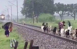ببینید | برخورد مرگبار قطار با گله بزها